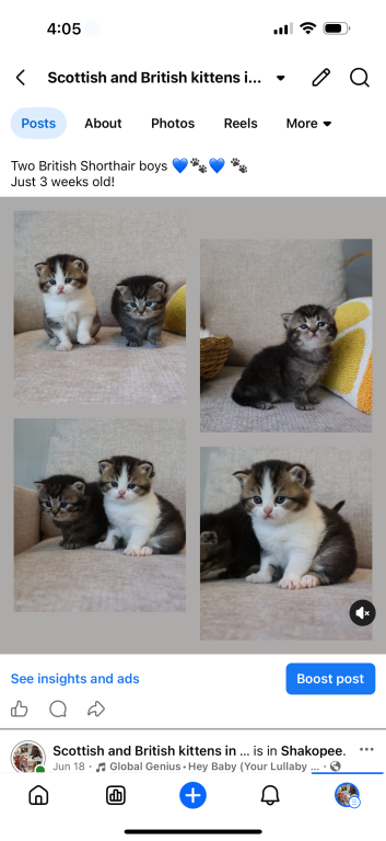 British Shorthair Males