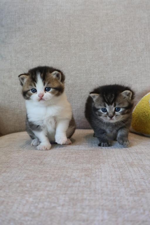 British Shorthair Males photo 5