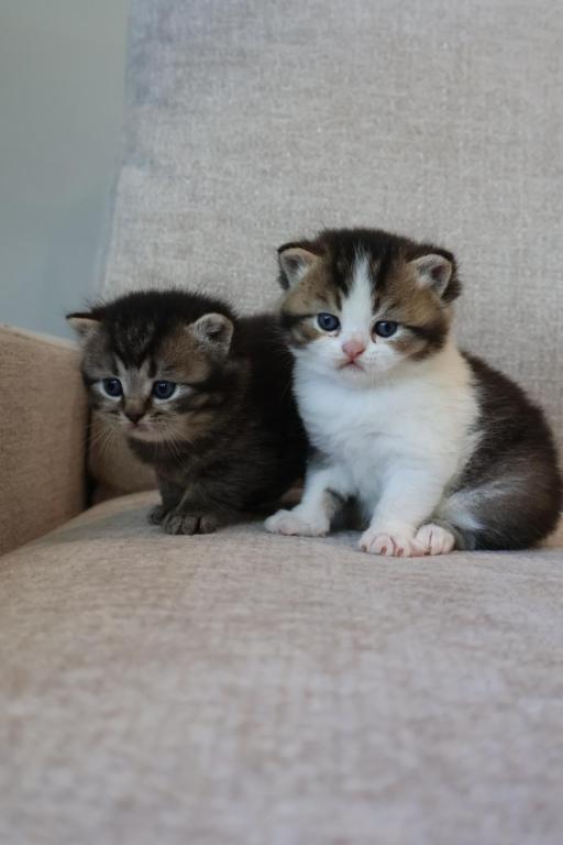 British Shorthair Males photo 4