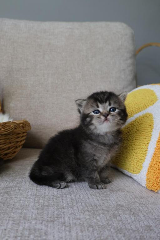 British Shorthair Males photo 2
