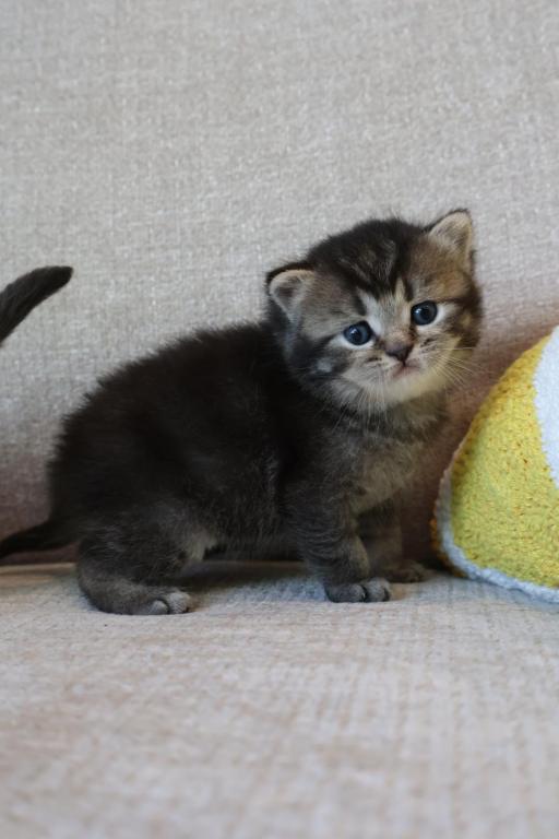 British Shorthair Males photo 3