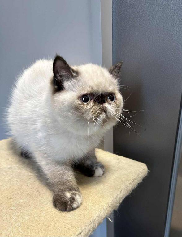 Seal Points Exotic Shorthair Female photo 7