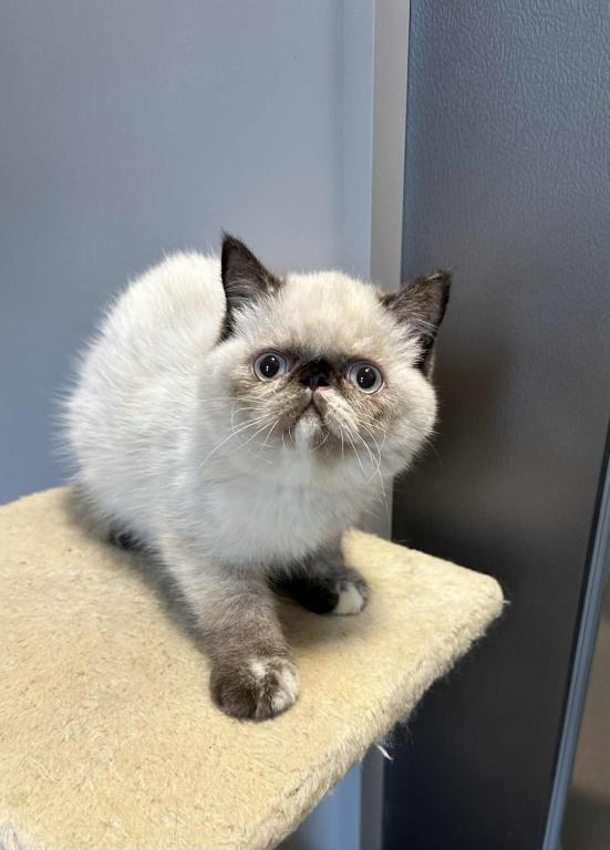 Seal Points Exotic Shorthair Female photo 5