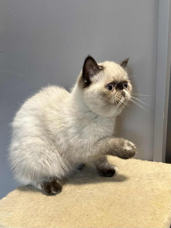 Seal Points Exotic Shorthair Female photo 4