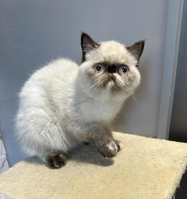 Seal Points Exotic Shorthair Female photo 2