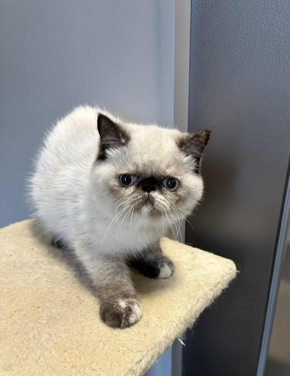 Seal Points Exotic Shorthair Female photo 8