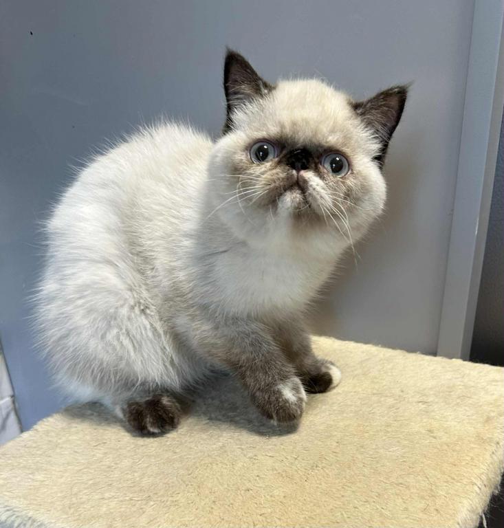 Seal Points Exotic Shorthair Female photo 6