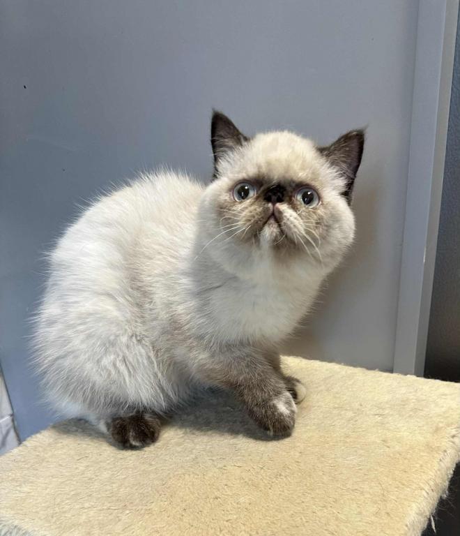 Seal Points Exotic Shorthair Female photo 3