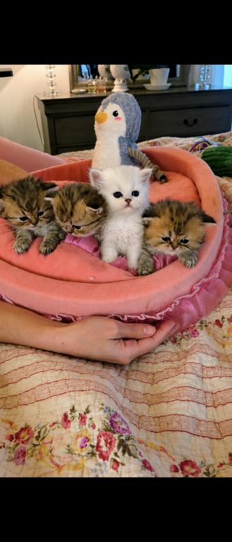 Gracy's Persian Litter 1 photo 7