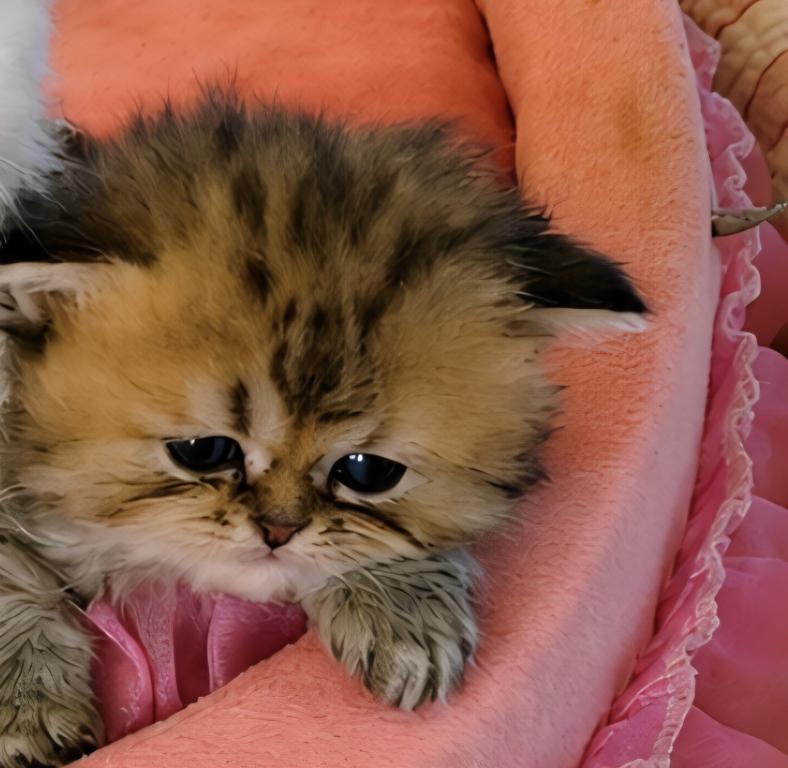 Gracy's Persian Litter 1 photo 5