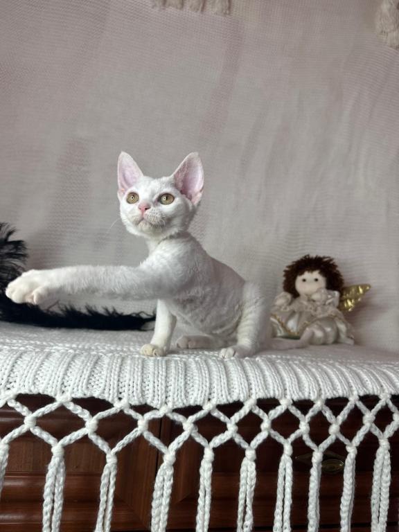Devon Rex White Kitten