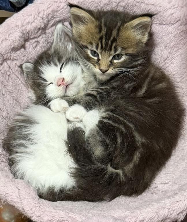 Keeley Litter