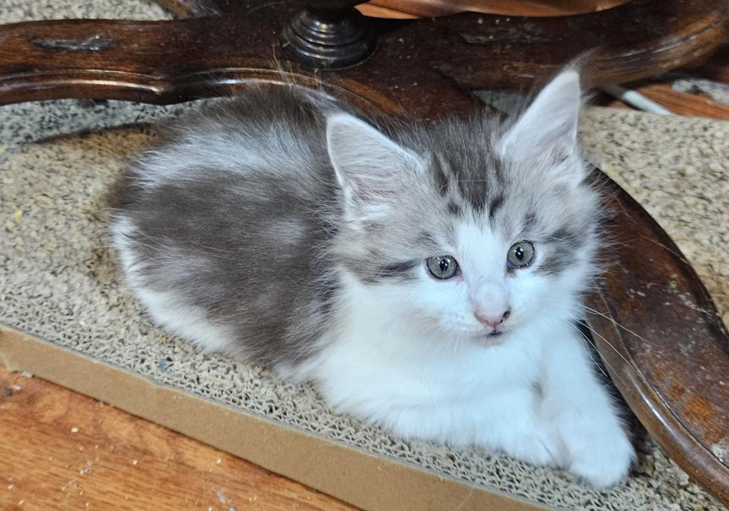 Keeley Litter photo 3