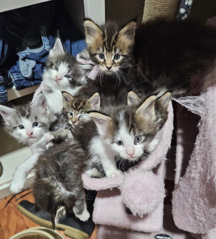 Keeley Litter photo 5