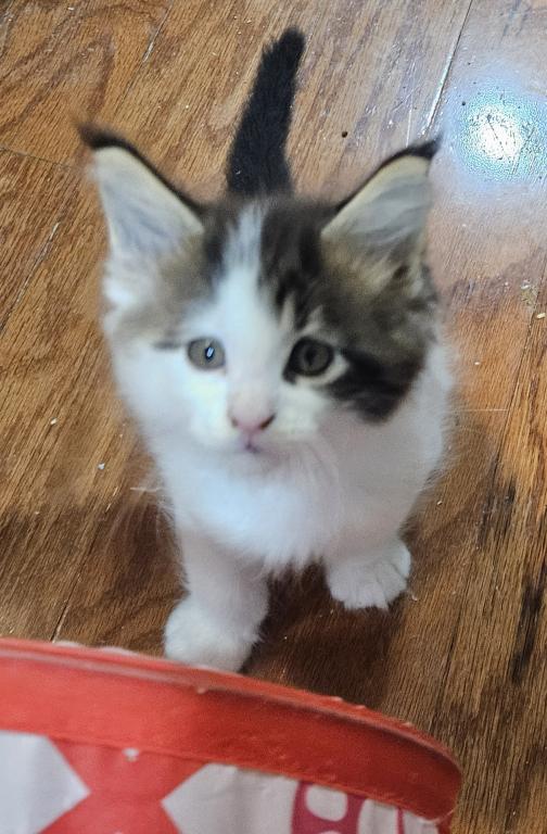 Keeley Litter photo 4