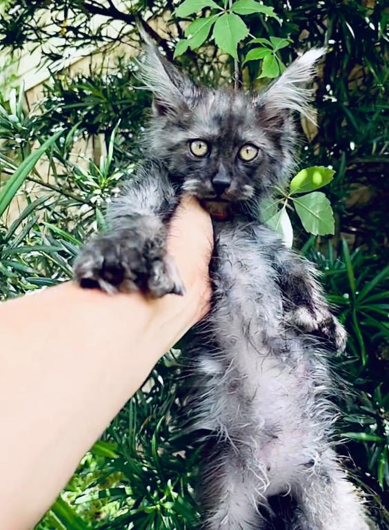 Maine Coon Boy  Black Smoke Polydactyl