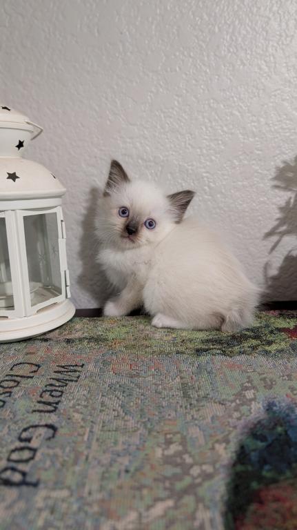 Teddy photo 2