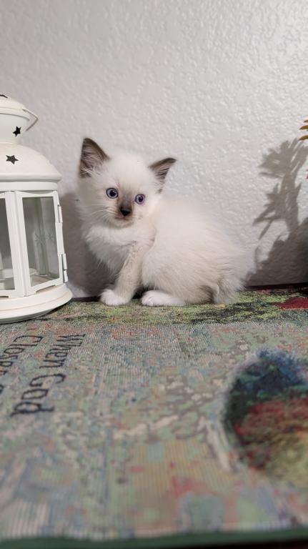 Teddy