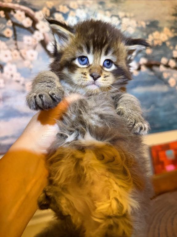 Pure Main Coon Boy photo 3