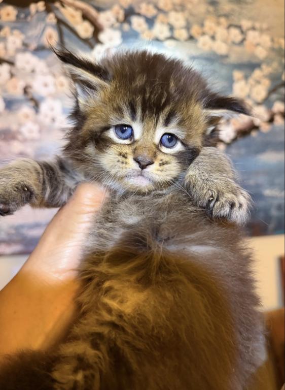 Pure Main Coon Boy photo 2