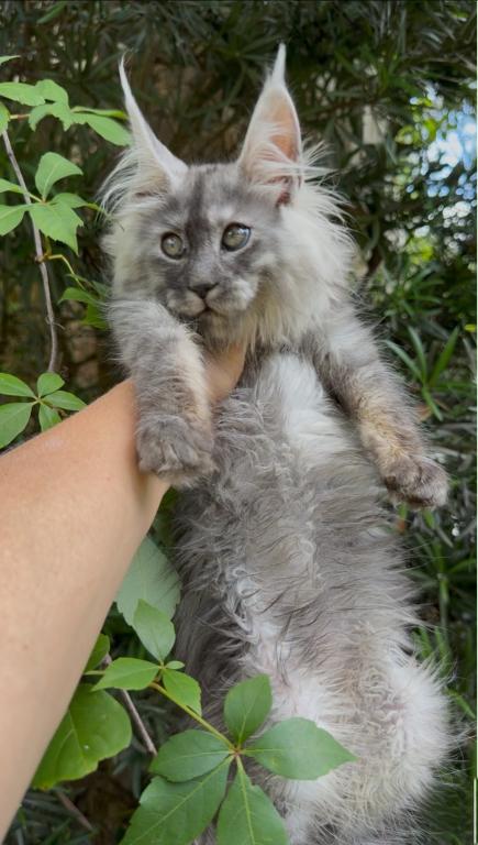 Absolutely Adorable Maine Coon Boy photo 1