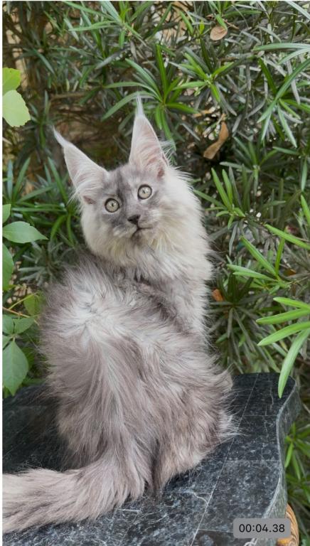 Absolutely Adorable Maine Coon Boy photo 3