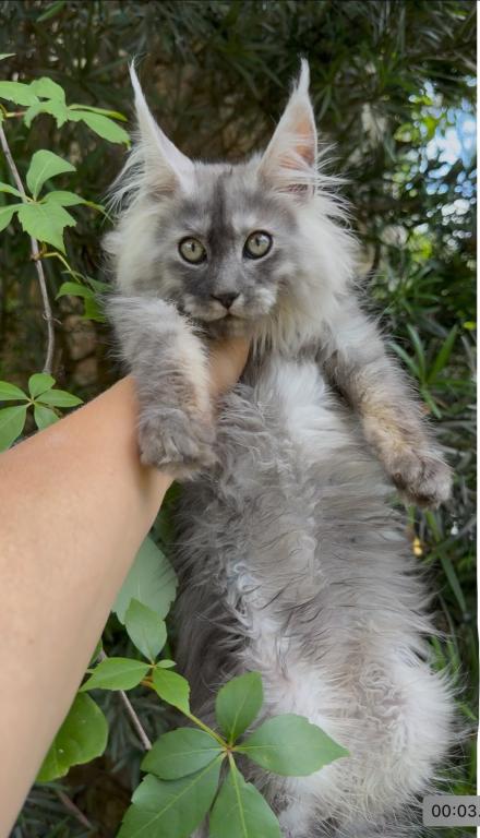 Absolutely Adorable Maine Coon Boy photo 2