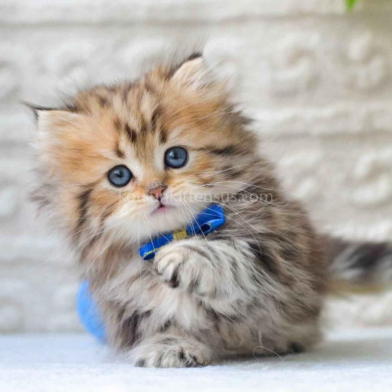 Davis Golden Tiger Minuet Munchkin Short Legs photo 6