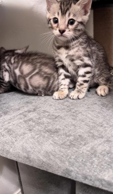 Bengal Sliver photo 2