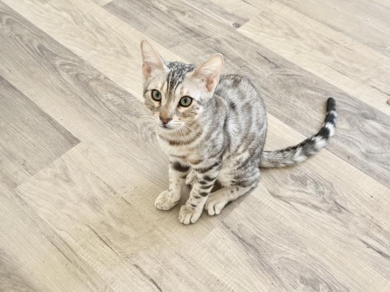 Bengal Sliver