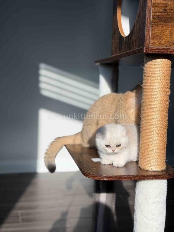 HTX Dori Munchkin Fold Scottish Kilt Silver Shaded photo 16