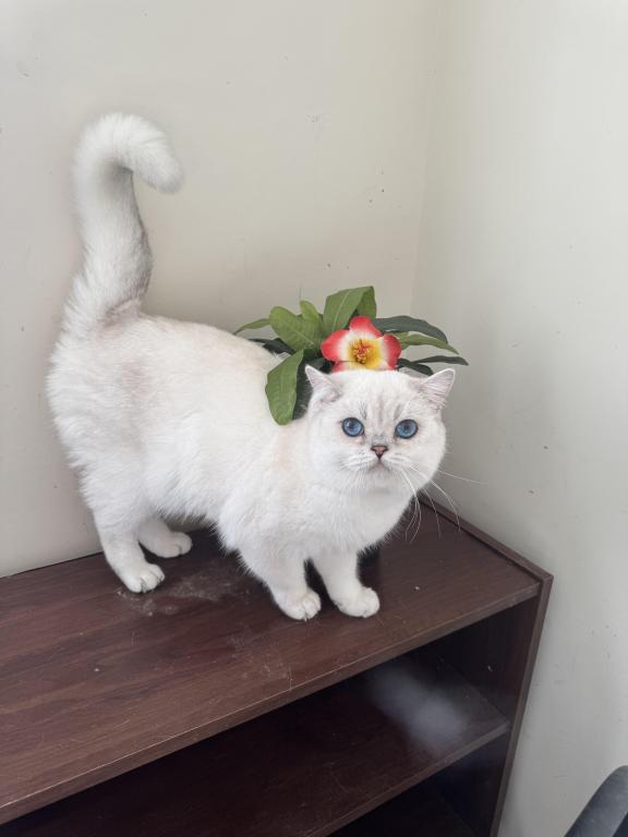 British Shorthair Blue Eyed Boy photo 3