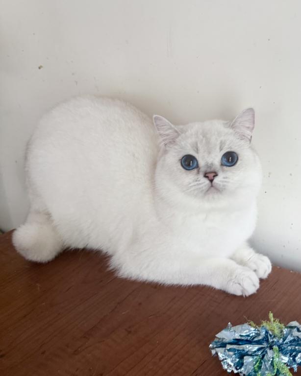 British Shorthair Blue Eyed Boy