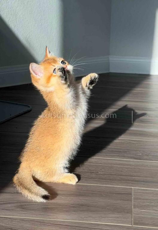 HTX Dexter Munchkin Golden Shaded Short Legs photo 33