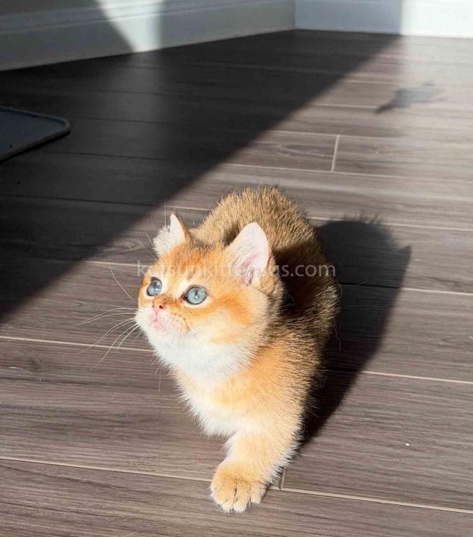 HTX Dexter Munchkin Golden Shaded Short Legs photo 17