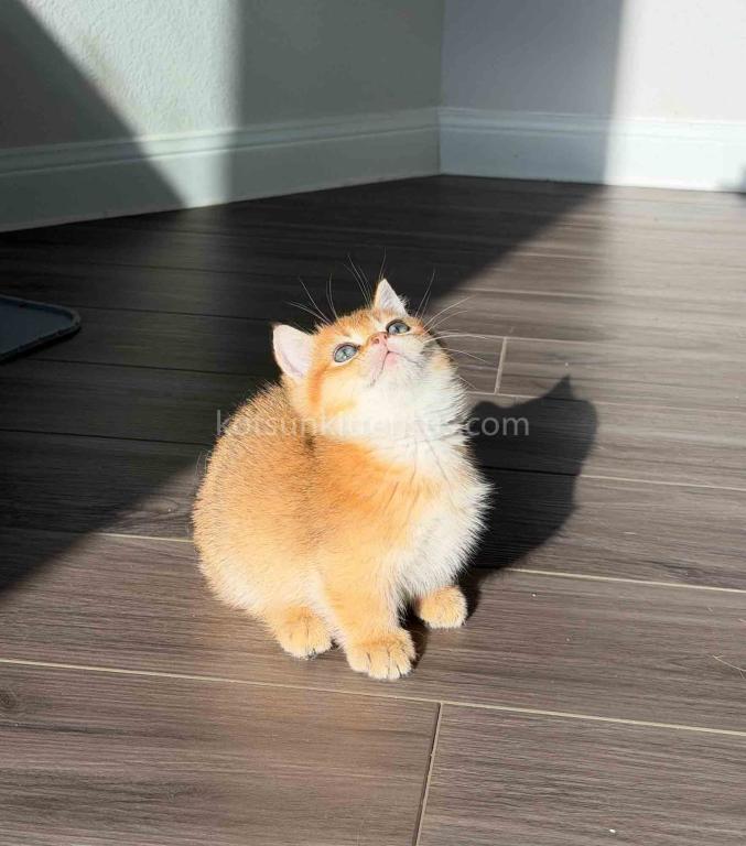 HTX Dexter Munchkin Golden Shaded Short Legs photo 16
