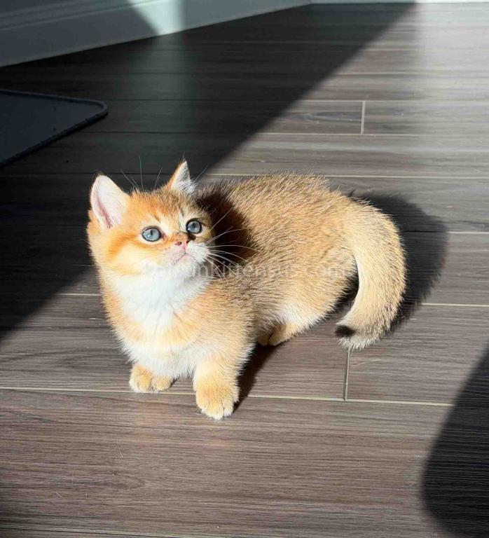 HTX Dexter Munchkin Golden Shaded Short Legs photo 28