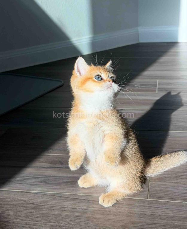 HTX Dexter Munchkin Golden Shaded Short Legs photo 22