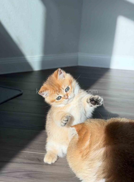 HTX Dexter Munchkin Golden Shaded Short Legs photo 8