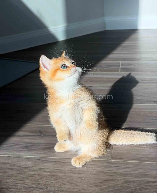 HTX Dexter Munchkin Golden Shaded Short Legs photo 21
