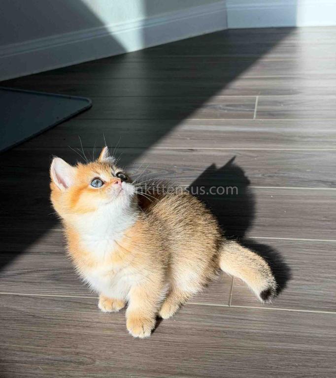 HTX Dexter Munchkin Golden Shaded Short Legs photo 23