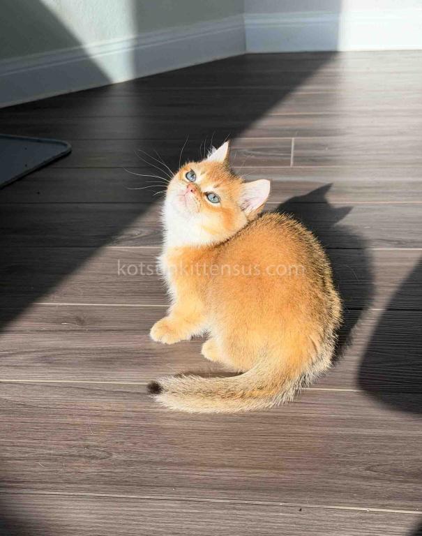 HTX Dexter Munchkin Golden Shaded Short Legs photo 25