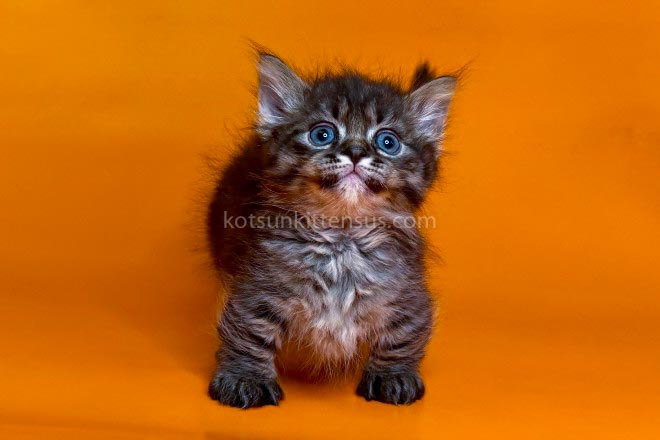 Jamper Tiny Munchkin Short Legs Black Tabby photo 5