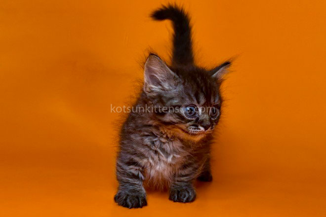 Jamper Tiny Munchkin Short Legs Black Tabby photo 7