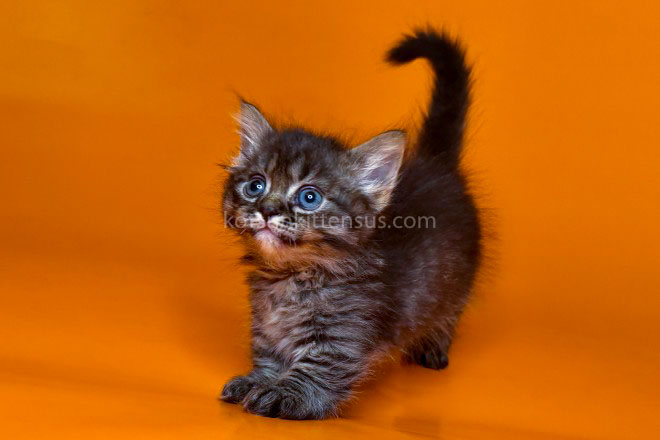 Jamper Tiny Munchkin Short Legs Black Tabby photo 10