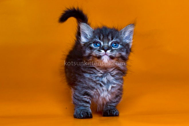 Jamper Tiny Munchkin Short Legs Black Tabby photo 14