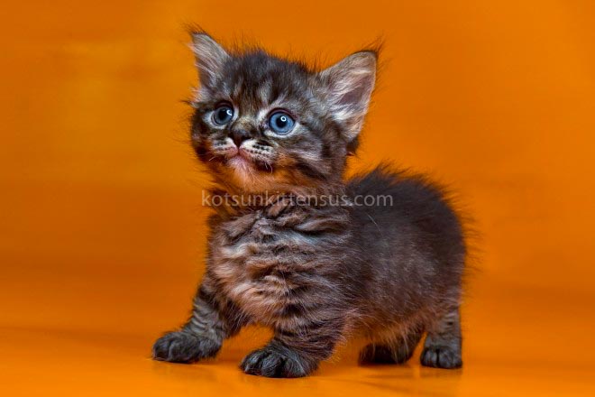 Jamper Tiny Munchkin Short Legs Black Tabby photo 6