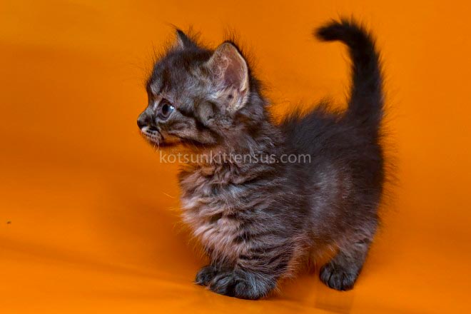 Jamper Tiny Munchkin Short Legs Black Tabby photo 11