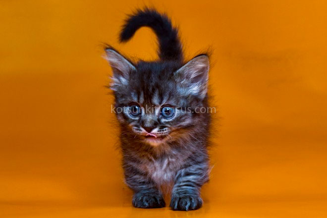 Jamper Tiny Munchkin Short Legs Black Tabby photo 2