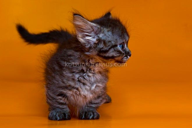 Jamper Tiny Munchkin Short Legs Black Tabby photo 12